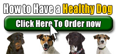 Buy How to Have a Healthy Dog